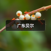 广东贝尔（图2）