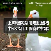 上海堤防泵闸建设运行中心水利工程岗位招聘条件解析（图1）